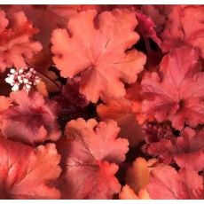 Heuchera × hybrida 'Fire Alarm'