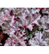 Heuchera × hybrida 'Can Can'
