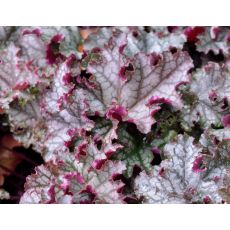 Heuchera × hybrida 'Can Can'