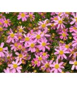 Coreopsis rosea 'American Dream' - kráska ružová 'American Dream'