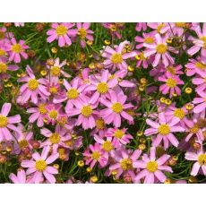 Coreopsis rosea 'American Dream' - kráska ružová 'American Dream'