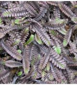 Leptinella squalida 'Platt's Black' (syn. Cotula squalida 'Platt's Black' )
