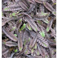 Leptinella squalida 'Platt's Black' (syn. Cotula squalida 'Platt's Black' )