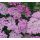 Achillea millefolium 'Pretty Belinda' - rebríček obyčajný  'Pretty Belinda'