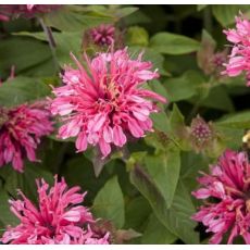Monarda 'Pink Lace' - monarda 'Pink Lace'