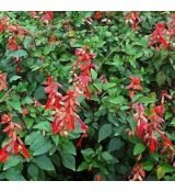 Salvia × hybrida 'Amber's Whish' - šalvia 'Amber's Wish'