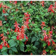 Salvia × hybrida 'Amber's Whish' - šalvia 'Amber's Wish'