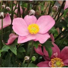 Anemone 'Little Breeze Candy'
