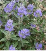 Caryopteris × clandonensis 'Dark Knight' - bradavec klandónsky 'Dark Knight'