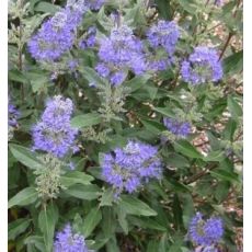 Caryopteris × clandonensis 'Dark Knight' - bradavec klandónsky 'Dark Knight'