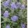 Caryopteris × clandonensis 'Dark Knight' - bradavec klandónsky 'Dark Knight'