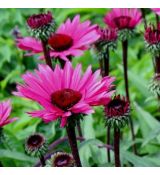Echinacea × hybrida 'Fatal Atraction' - echinacea 'Fatal Atraction'