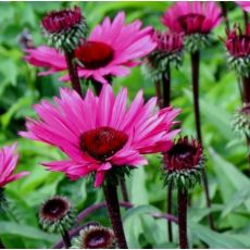 Echinacea × hybrida 'Fatal Atraction' - echinacea 'Fatal Atraction'