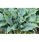 Hosta 'Waterslide' - funkia 'Waterslide'