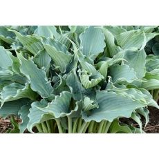 Hosta 'Waterslide' - funkia 'Waterslide'