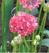 Armeria pseudarmeria 'Ballerina Red' - trávnička širokolistá 'Ballerina Red'
