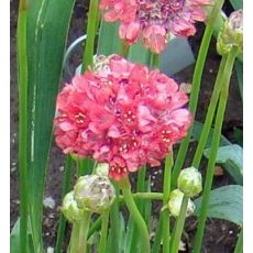 Armeria pseudarmeria 'Ballerina Red' - trávnička širokolistá 'Ballerina Red'