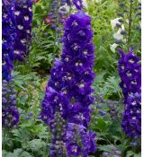 Delphinium 'Magic Fountain Dark Blue White Bee' - stračonôžka 'Magic Fountain Dark Blue White Bee'