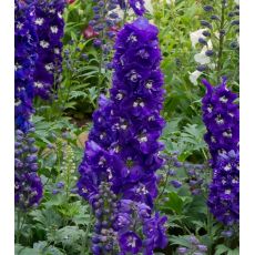 Delphinium 'Magic Fountain Dark Blue White Bee' - stračonôžka 'Magic Fountain Dark Blue White Bee'