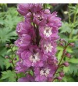Delphinium 'Magic Fountain Deep Rose White Bee' - stračonôžka 'Magic Fountain Deep Rose White Bee'