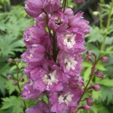 Delphinium 'Magic Fountain Deep Rose White Bee' - stračonôžka 'Magic Fountain Deep Rose White Bee'