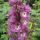 Delphinium 'Magic Fountain Deep Rose White Bee' - stračonôžka 'Magic Fountain Deep Rose White Bee'