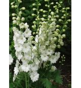 Delphinium 'Magic Fountain White' - stračonôžka 'Magic Fountain White'