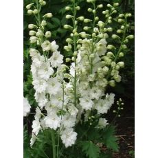 Delphinium 'Magic Fountain White' - stračonôžka 'Magic Fountain White'