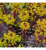 Euphorbia × 'Miner's Merlot' - mliečnik 'Miner's Merlot'
