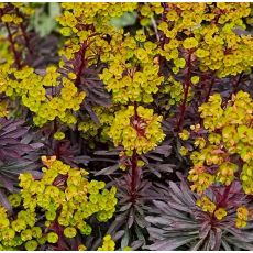 Euphorbia × 'Miner's Merlot' - mliečnik 'Miner's Merlot'