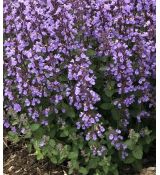 Nepeta × faassenii 'Cat's Pajamas' - kocúrnik záhradný 'Cat's Pajamas'