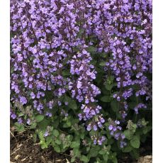 Nepeta × faassenii 'Cat's Pajamas' - kocúrnik záhradný 'Cat's Pajamas'