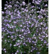 Calamintha nepeta 'Marvelette Blue' - marulka 'Marvelette Blue'