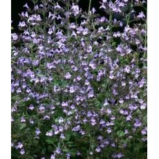 Calamintha nepeta 'Marvelette Blue' - marulka 'Marvelette Blue'