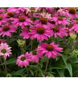 Echinacea purpurea 'PowWow Wilde Berry' - echinacea purpurová 'PowWow Wilde Berry'