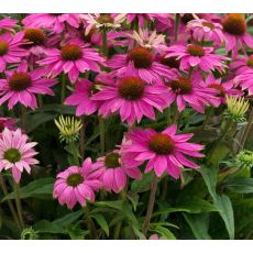 Echinacea purpurea 'PowWow Wilde Berry' - echinacea purpurová 'PowWow Wilde Berry'