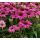 Echinacea purpurea 'PowWow Wilde Berry' - echinacea purpurová 'PowWow Wilde Berry'