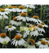 Echinacea purpurea 'PowWow White' - echinacea purpurová 'PowWow White'