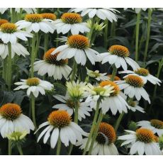 Echinacea purpurea 'PowWow White' - echinacea purpurová 'PowWow White'