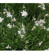 Gaura lindheimeri 'Whirling Butterflies' - gaura lindheimerova 'Whirling Butterflies'