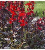 Lobelia speciosa 'Starship Scarlet Bronze Leaved' - lobelka 'Starship Scarlet Bronze Leaved'