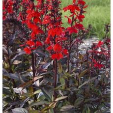 Lobelia speciosa 'Starship Scarlet Bronze Leaved' - lobelka 'Starship Scarlet Bronze Leaved'