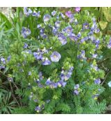 Polemonium caeruleum 'Bambino Blue' - vojnovka belasá 'Bambino Blue'