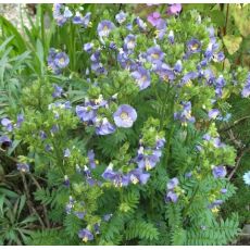 Polemonium caeruleum 'Bambino Blue' - vojnovka belasá 'Bambino Blue'