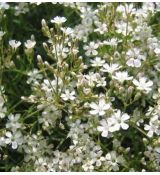 Gypsophila fastigiata 'Silverstar' - gypsomilka zväzkovitá 'Silverstar'