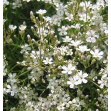 Gypsophila fastigiata 'Silverstar' - gypsomilka zväzkovitá  'Silverstar'