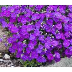 Aubrieta 'Audrey F1 Deep Blue' - tarička  'Audrey F1 Deep Blue'