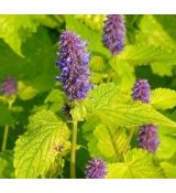 Agastache rugosa 'Golden Jubilee'