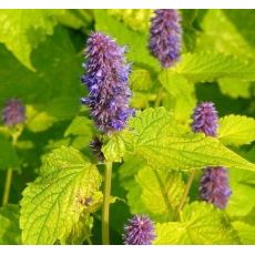 Agastache rugosa 'Golden Jubilee'