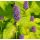 Agastache rugosa 'Golden Jubilee'
